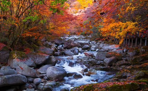 光雾山红叶