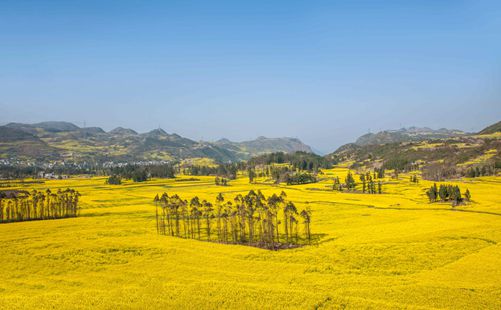 罗平油菜花风景-重庆中青旅