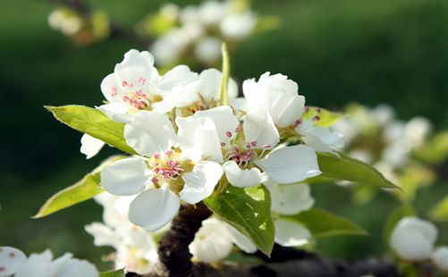 梨花盛开-重庆金凤梨花节-重庆青年旅行社 梨花盛开-重庆金凤梨花节-重庆青年旅行社