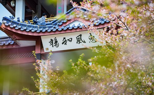 樱花-重庆青年旅行社