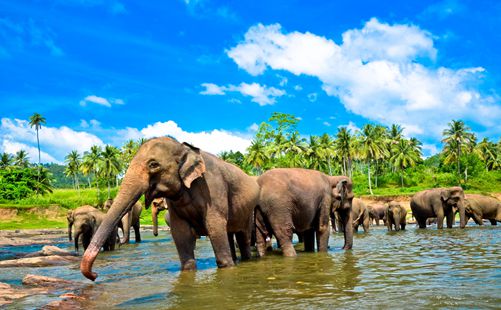 大象孤儿院-斯里兰卡旅游-重庆中青旅