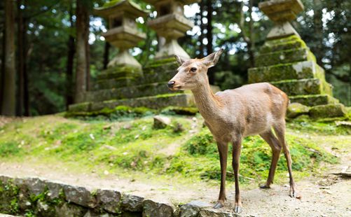 奈良公园-日本旅游-重庆中青旅