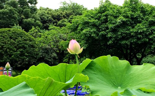 荷花-重庆旅游-重庆中青旅