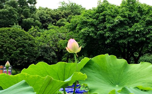 荷花-重庆旅游-重庆中青旅