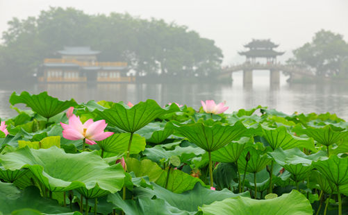 曲苑风荷-西湖旅游-重庆中青旅