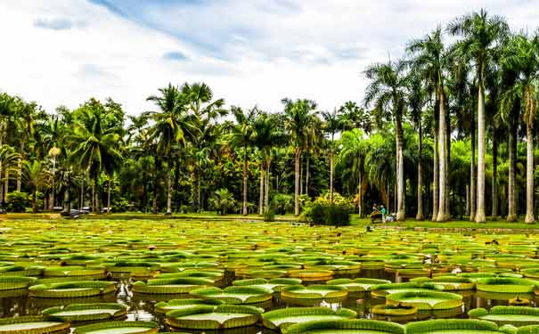 勐海热带植物园