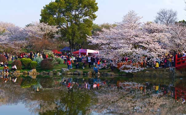 武汉东湖樱花园