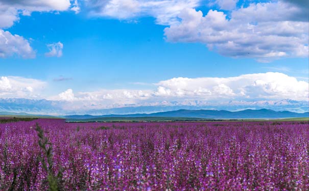 新疆旅游景点：伊犁薰衣草庄园